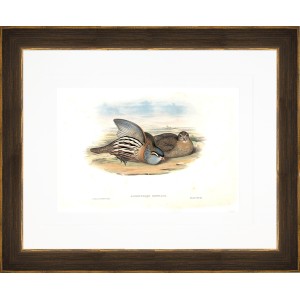 AP- QUAIL 3